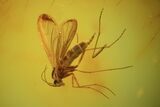 Two Large Fossil Flies (Sciaridae) & A Mite In Baltic Amber #50639-1